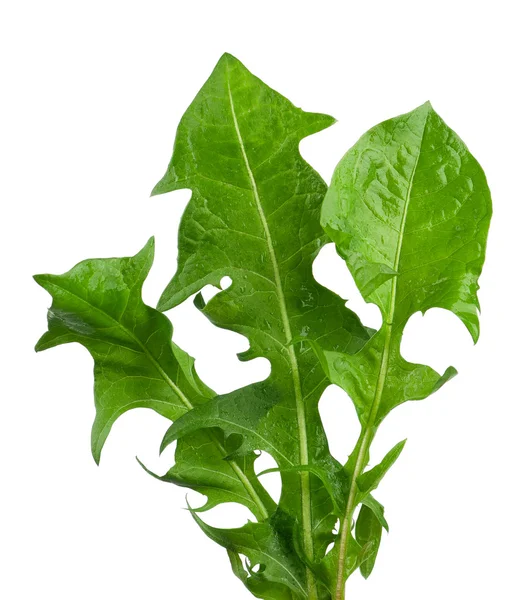 karahindiba yaprakları