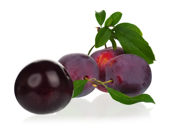 Fresh plums — Stock Photo, Image