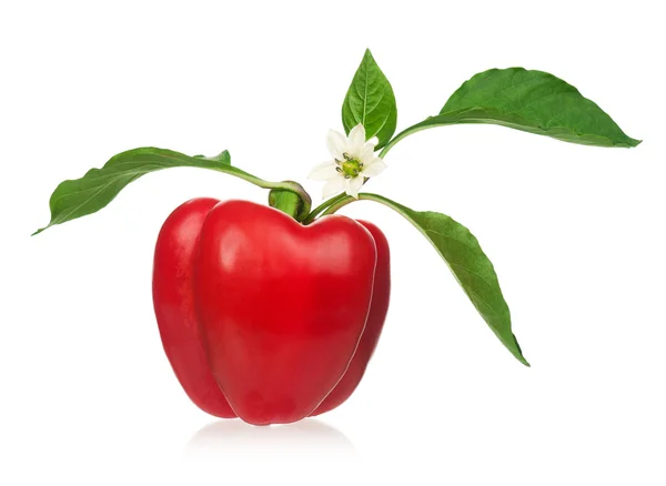 Red pepper — Stock Photo, Image