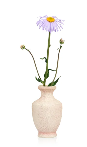 Flower in a vase — Stock Photo, Image