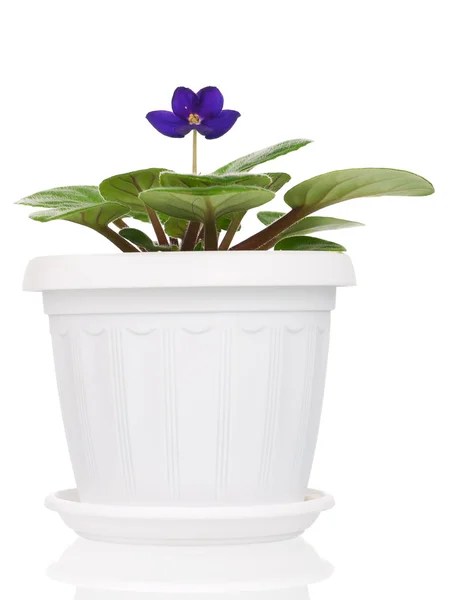 House flower — Stock Photo, Image