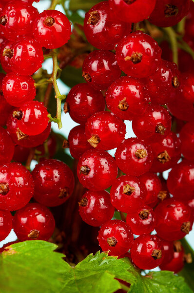 Red currant