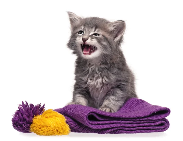 Pequeno gatinho — Fotografia de Stock