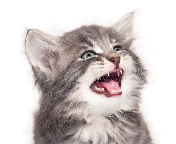 Αναστατωμένος γατάκι — Φωτογραφία Αρχείου
