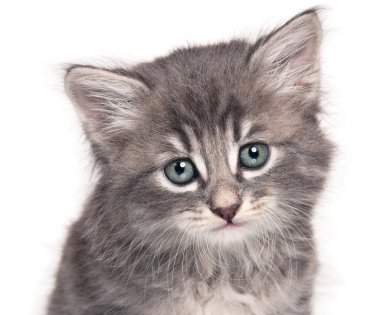 şirin kedi yavrusu