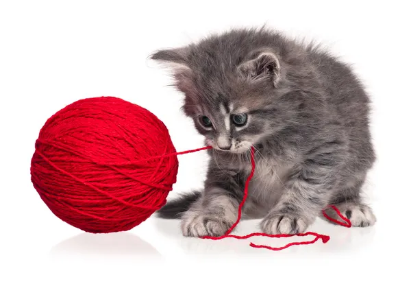 şirin kedi yavrusu