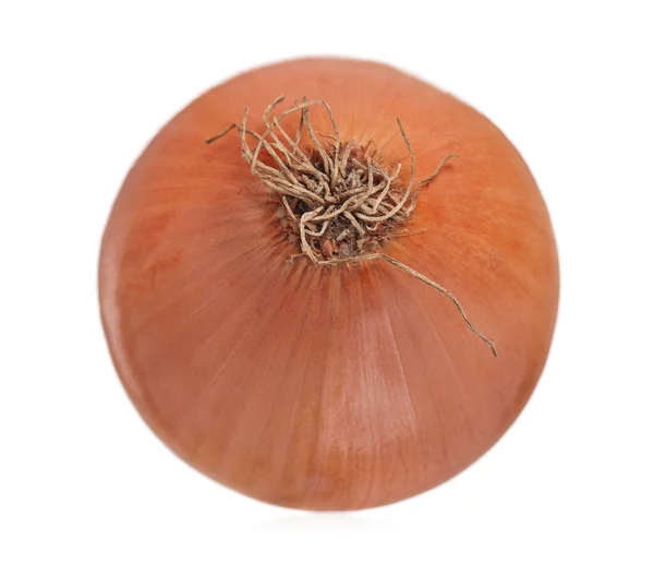 One onion — Stock Photo, Image