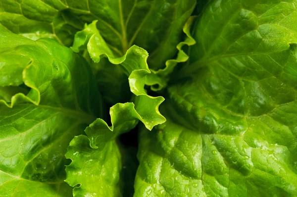 Green lettuce — Stock Photo, Image