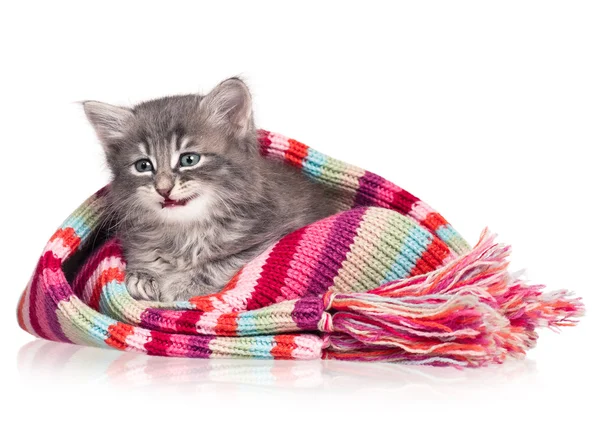 Kleine kitten — Stockfoto