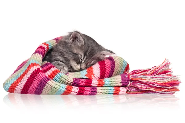 Asleep kitten — Stock Photo, Image