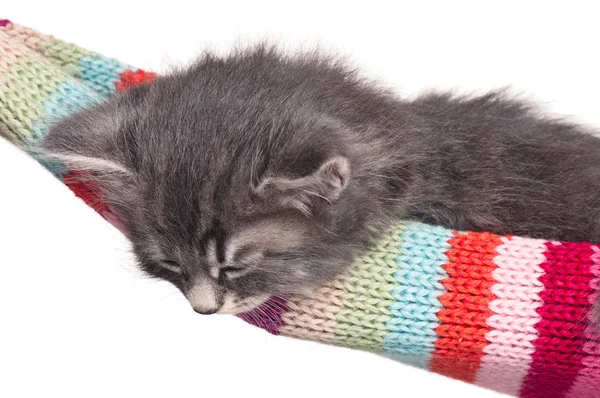 Gatinho adormecido — Fotografia de Stock