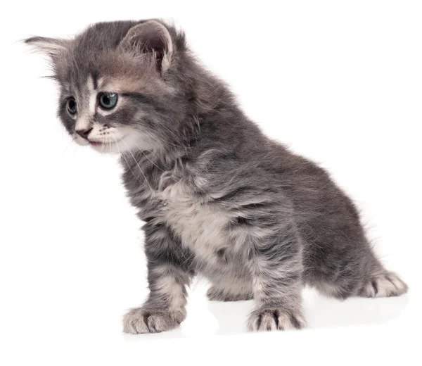 Cute kitten — Stock Photo, Image