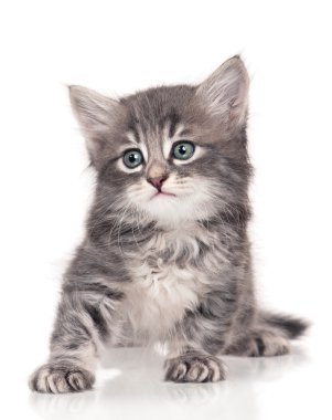 küçük yavru kedi