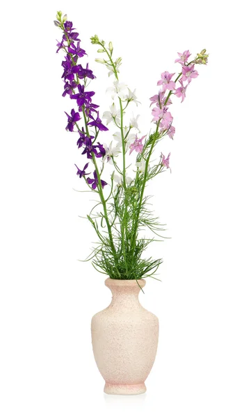 Vilda delphinium — Stockfoto