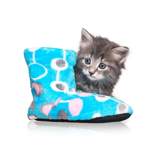 Cute kitten — Stock Photo, Image