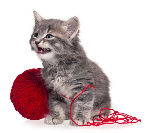 Cute kitten — Stock Photo, Image