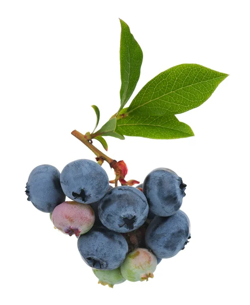 Fresh blueberries — Stock Photo, Image