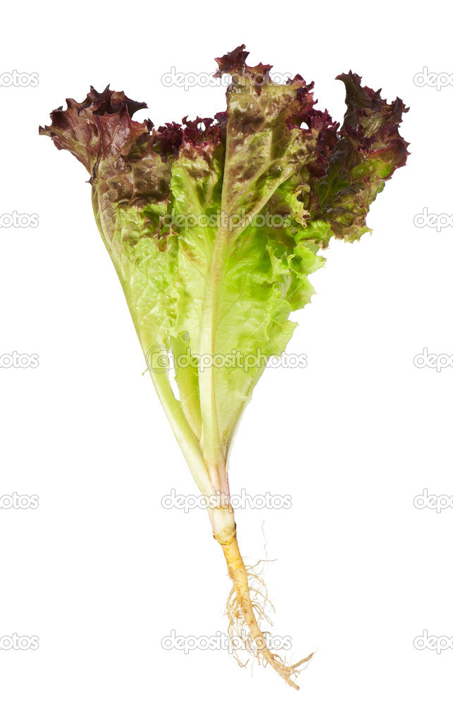 Lollo Rosso lettuce