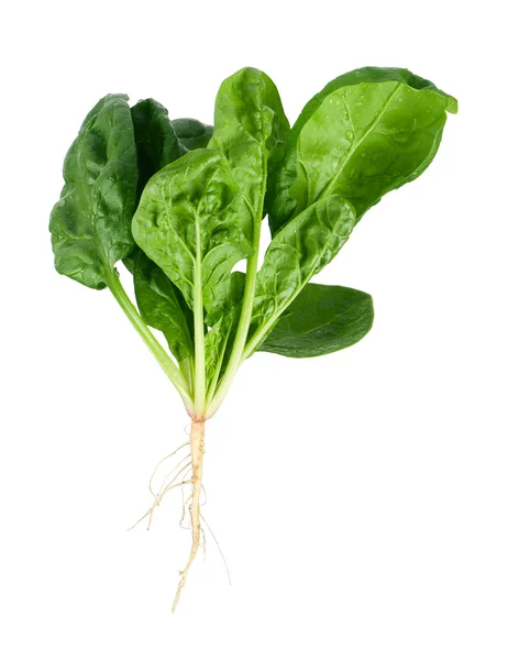 Fresh spinach — Stock Photo, Image