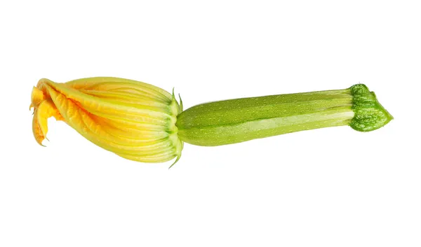 Vegetable marrow — Stock Photo, Image