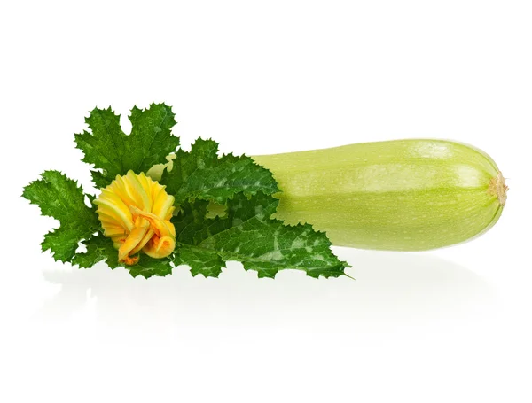 蔬菜骨髓 — 图库照片