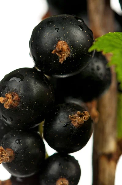 Schwarze Johannisbeeren — Stockfoto