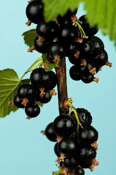 Schwarze Johannisbeere — Stockfoto