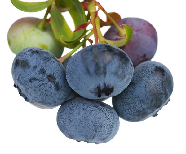 Reife Blaubeeren — Stockfoto