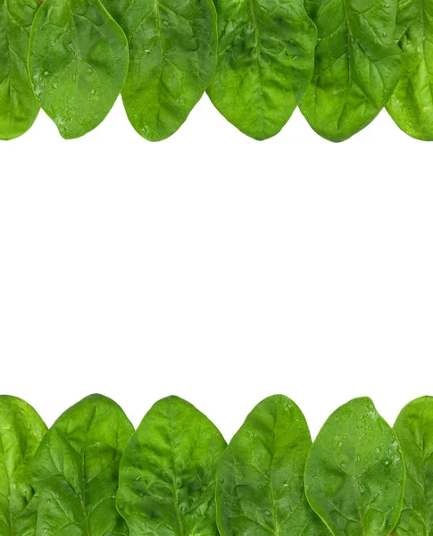 Spinach leaf — Stock Photo, Image