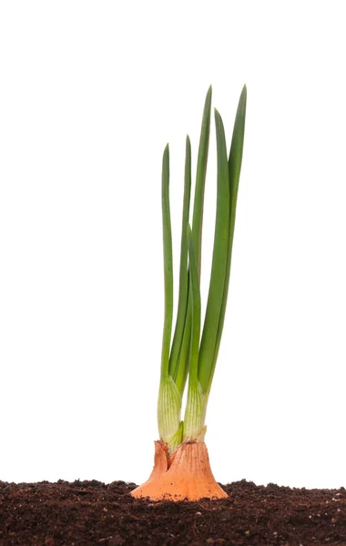 Sprouted onion — Stock Photo, Image