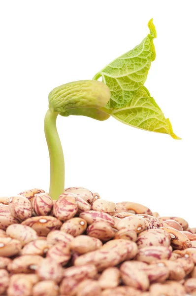 Haricot beans — Stock Photo, Image