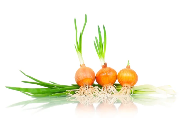 Germinated onions — Stock Photo, Image