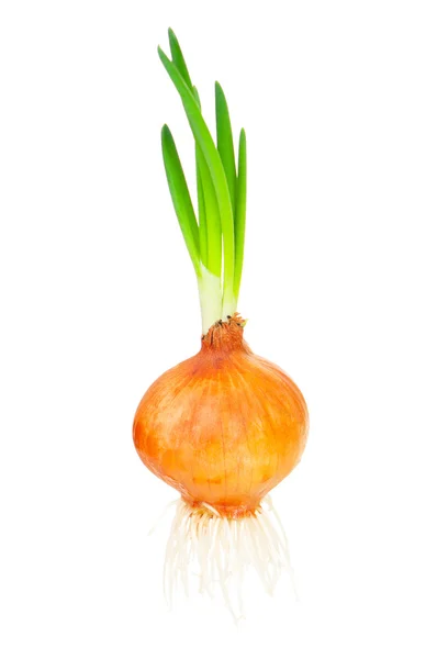 Sprouted onion — Stock Photo, Image