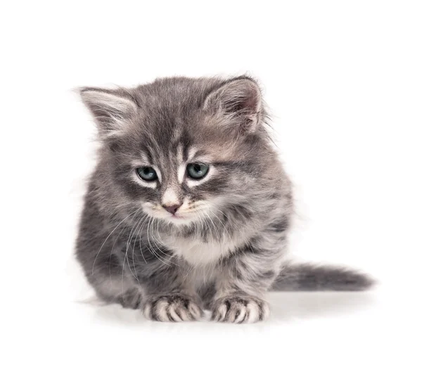 Uykulu kedi yavrusu