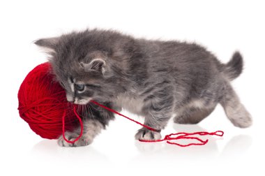 şirin kedi yavrusu