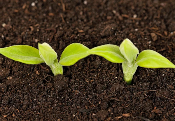 Grüne Sprossen — Stockfoto