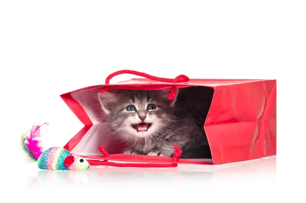 Little kitten — Stock Photo, Image