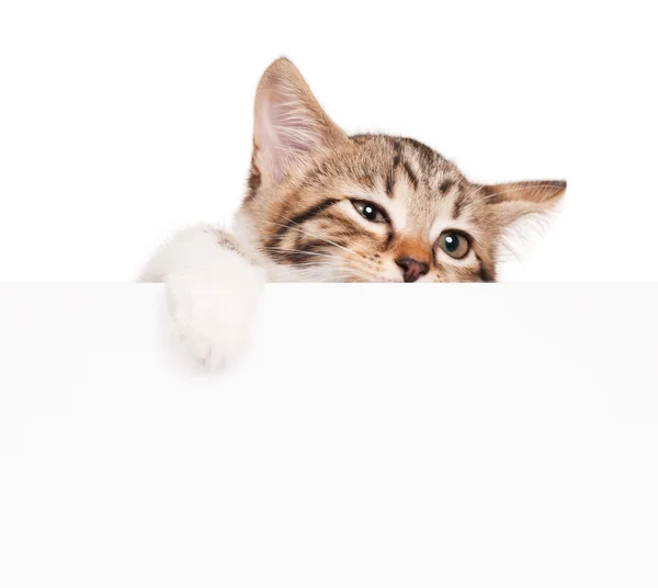 Ongelukkige kitten — Stockfoto