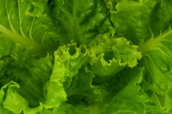 Green lettuce — Stock Photo, Image