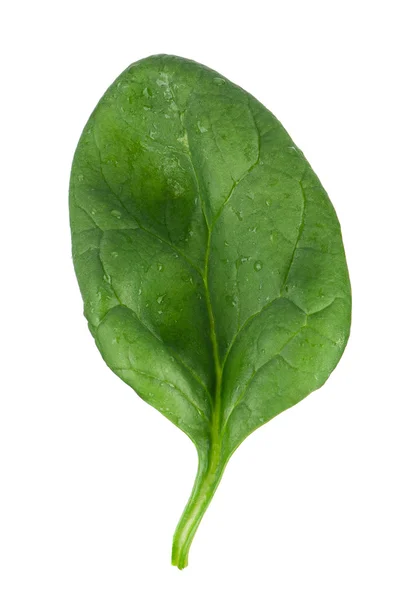Spinach leaf — Stock Photo, Image