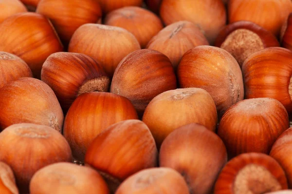 Zralé ořechy — Stock fotografie
