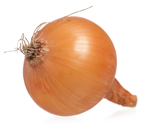 One onion — Stock Photo, Image