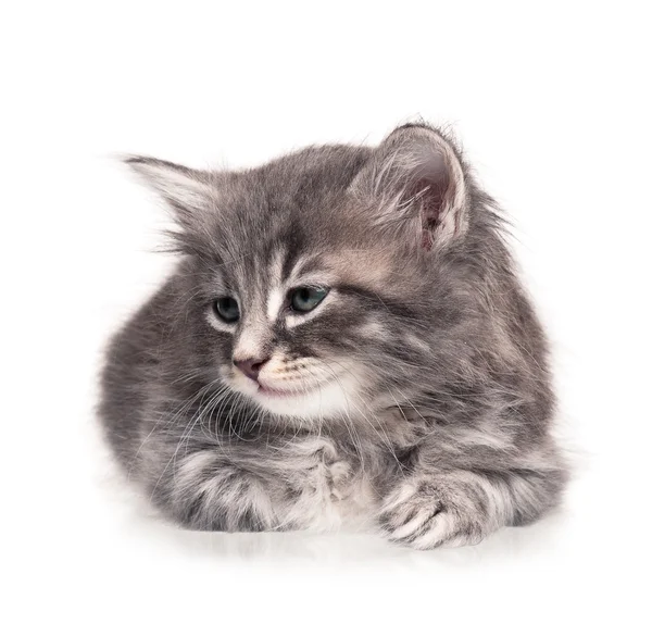 Suloinen kissanpentu — kuvapankkivalokuva