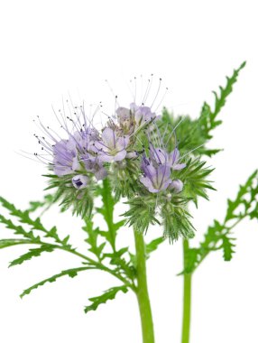çiçek açan phacelia