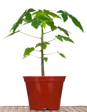 Papaya ağacını