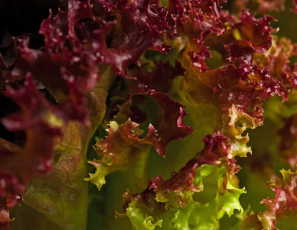 Lollo Rosso lettuce — Stock Photo, Image