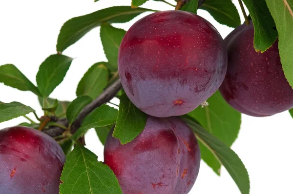 Red plum — Stock Photo, Image