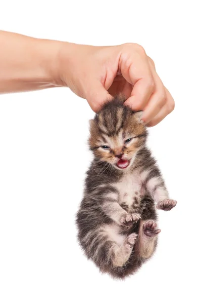 Gatinho chorão — Fotografia de Stock