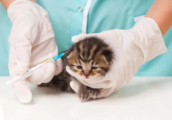 Pequeno gatinho — Fotografia de Stock