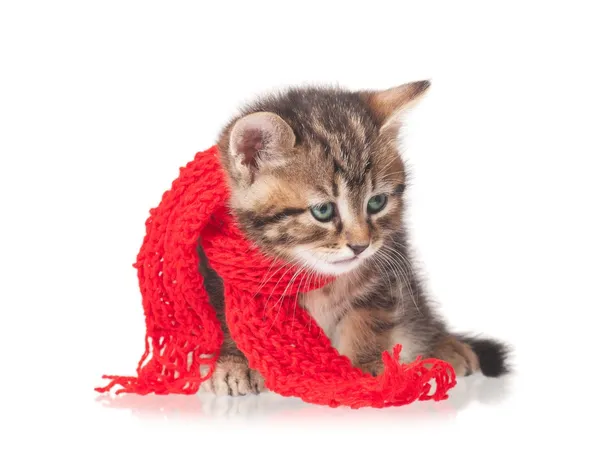 şirin kedi yavrusu